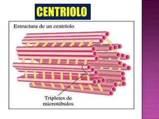 CENTRIOLO
 