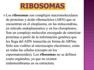  Los ribosomas son complejos macromoleculares
 de proteínas y ácido ribonucleico (ARN) que se
 encuentran en el citoplasma, en las mitocondrias,
 en retículo endoplasmatico y en los cloroplastos.
 Son un complejo molecular encargado de sintetizar
 proteínas a partir de la información genética que
 les llega del ADN transcrita en forma de ARNm.
 Sólo son visibles al microscopio electrónico, están
 en todas las células (excepto en los
 espermatozoides). Los ribosomas no se definen
 como orgánulos, ya que no existen
 endomembranas en su estructura.
 