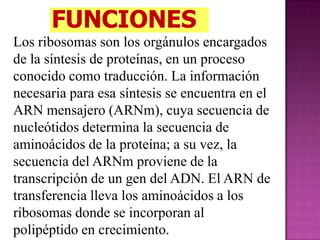 Los ribosomas son los orgánulos encargados
de la síntesis de proteínas, en un proceso
conocido como traducción. La información
necesaria para esa síntesis se encuentra en el
ARN mensajero (ARNm), cuya secuencia de
nucleótidos determina la secuencia de
aminoácidos de la proteína; a su vez, la
secuencia del ARNm proviene de la
transcripción de un gen del ADN. El ARN de
transferencia lleva los aminoácidos a los
ribosomas donde se incorporan al
polipéptido en crecimiento.
 