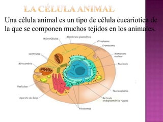 Una célula animal es un tipo de célula eucariotica de
la que se componen muchos tejidos en los animales.
 