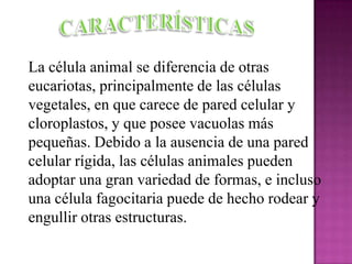 La célula animal se diferencia de otras
eucariotas, principalmente de las células
vegetales, en que carece de pared celular y
cloroplastos, y que posee vacuolas más
pequeñas. Debido a la ausencia de una pared
celular rígida, las células animales pueden
adoptar una gran variedad de formas, e incluso
una célula fagocitaria puede de hecho rodear y
engullir otras estructuras.
 