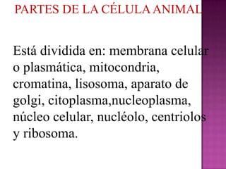 PARTES DE LA CÉLULA ANIMAL


Está dividida en: membrana celular
o plasmática, mitocondria,
cromatina, lisosoma, aparato de
golgi, citoplasma,nucleoplasma,
núcleo celular, nucléolo, centriolos
y ribosoma.
 