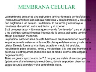 MEMBRANA CELULAR
La membrana celular es una estructura laminar formada por fosfolípidos
(moléculas anfifílicas con cabeza hidrofílica y cola hidrofobia) y proteínas
que engloban a las células. La delimita, le da forma y contribuye a
mantener el equilibrio entre su interior y el exterior .
Está compuesta por 4 láminas que sirven de "contenedor" para el citosol
y los distintos compartimentos internos de la célula, así como también
otorga protección mecánica.
La principal característica de esta barrera es su permeabilidad selectiva,
lo que le permite seleccionar las moléculas que deben entrar y salir de la
célula. De esta forma se mantiene estable el medio intracelular,
regulando el paso de agua, iones y metabolitos, a la vez que mantiene el
potencial electroquímico (haciendo que el medio interno esté cargado
negativamente).
Tiene un grosor aproximado de 7,5 nm y no es visible al microscopio
óptico pero sí al microscopio electrónico, donde se pueden observar dos
capas oscuras laterales y una central más clara.
 