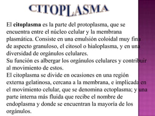 El citoplasma es la parte del protoplasma, que se
encuentra entre el núcleo celular y la membrana
plasmática. Consiste en una emulsión coloidal muy fina
de aspecto granuloso, el citosol o hialoplasma, y en una
diversidad de orgánulos celulares.
Su función es albergar los orgánulos celulares y contribuir
al movimiento de estos.
El citoplasma se divide en ocasiones en una región
externa gelatinosa, cercana a la membrana, e implicada en
el movimiento celular, que se denomina ectoplasma; y una
parte interna más fluida que recibe el nombre de
endoplasma y donde se encuentran la mayoría de los
orgánulos.
 