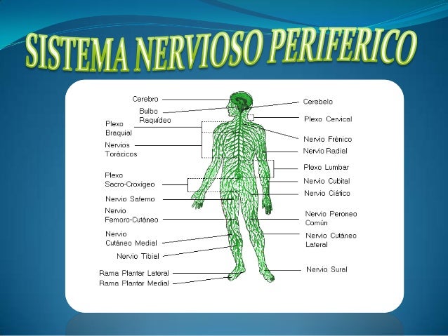 picture Partes Imágenes Del Sistema Nervioso Periférico sistema nervioso periferico por