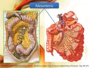 GARDNER Ernest. Anatomía Humana 5ta ed,, Barcelona, España: Cap. 34 Vísceras Abdominales y Peritoneo, Pág: 467-477.

 