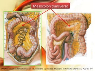 GARDNER Ernest. Anatomía Humana 5ta ed,, Barcelona, España: Cap. 34 Vísceras Abdominales y Peritoneo, Pág: 467-477.

 