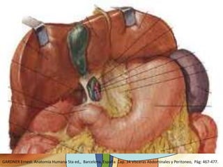 HIATO DE WINSLOW

GARDNER Ernest. Anatomía Humana 5ta ed,, Barcelona, España: Cap. 34 Vísceras Abdominales y Peritoneo, Pág: 467-477.

 