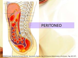 PERITONEO

GARDNER Ernest. Anatomía Humana 5ta ed,, Barcelona, España: Cap. 34 Vísceras Abdominales y Peritoneo, Pág: 467-477.

 
