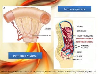 Peritoneo parietal

Peritoneo Visceral

GARDNER Ernest. Anatomía Humana 5ta ed,, Barcelona, España: Cap. 34 Vísceras Abdominales y Peritoneo, Pág: 467-477.

 