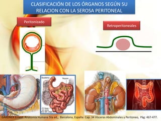 CLASIFICACIÓN DE LOS ÓRGANOS SEGÚN SU
RELACION CON LA SEROSA PERITONEAL
Peritonizado

Retroperitoneales

GARDNER Ernest. Anatomía Humana 5ta ed,, Barcelona, España: Cap. 34 Vísceras Abdominales y Peritoneo, Pág: 467-477.

 