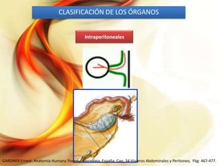 CLASIFICACIÓN DE LOS ÓRGANOS
Intraperitoneales

GARDNER Ernest. Anatomía Humana 5ta ed,, Barcelona, España: Cap. 34 Vísceras Abdominales y Peritoneo, Pág: 467-477.

 