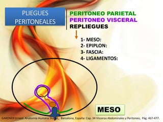 PERITONEO PARIETAL
PERITONEO VISCERAL
REPLIEGUES
1- MESO:
2- EPIPLON:
3- FASCIA:
4- LIGAMENTOS:

MESO
GARDNER Ernest. Anatomía Humana 5ta ed,, Barcelona, España: Cap. 34 Vísceras Abdominales y Peritoneo, Pág: 467-477.

 