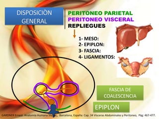PERITONEO PARIETAL
PERITONEO VISCERAL
REPLIEGUES
1- MESO:
2- EPIPLON:
3- FASCIA:
4- LIGAMENTOS:

FASCIA DE
COALESCENCIA

EPIPLON
GARDNER Ernest. Anatomía Humana 5ta ed,, Barcelona, España: Cap. 34 Vísceras Abdominales y Peritoneo, Pág: 467-477.

 