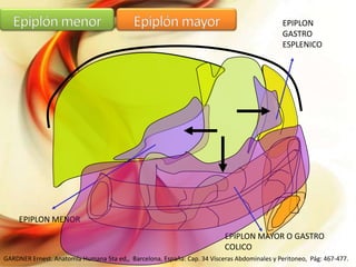 EPIPLON
GASTRO
ESPLENICO

EPIPLON MENOR
EPIPLON MAYOR O GASTRO
COLICO
GARDNER Ernest. Anatomía Humana 5ta ed,, Barcelona, España: Cap. 34 Vísceras Abdominales y Peritoneo, Pág: 467-477.

 