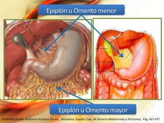 GARDNER Ernest. Anatomía Humana 5ta ed,, Barcelona, España: Cap. 34 Vísceras Abdominales y Peritoneo, Pág: 467-477.

 
