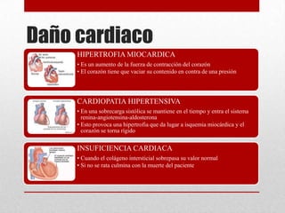 Daño cardiaco
HIPERTROFIA MIOCARDICA
• Es un aumento de la fuerza de contracción del corazón
• El corazón tiene que vaciar su contenido en contra de una presión
CARDIOPATIA HIPERTENSIVA
• En una sobrecarga sistólica se mantiene en el tiempo y entra el sistema
renina-angiotensina-aldosterona
• Esto provoca una hipertrofia que da lugar a isquemia miocárdica y el
corazón se torna rígido
INSUFICIENCIA CARDIACA
• Cuando el colágeno intersticial sobrepasa su valor normal
• Si no se rata culmina con la muerte del paciente
 