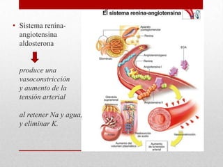• Sistema renina-
angiotensina
aldosterona
produce una
vasoconstricción
y aumento de la
tensión arterial
al retener Na y agua,
y eliminar K.
 