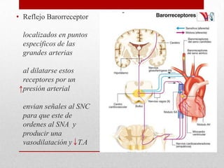 • Reflejo Barorreceptor
localizados en puntos
específicos de las
grandes arterias
al dilatarse estos
receptores por un
presión arterial
envian señales al SNC
para que este de
ordenes al SNA y
producir una
vasodilatación y T.A
 