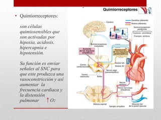 • Quimiorreceptores:
son células
quimiosensibles que
son activadas por
hipoxia, acidosis,
hipercapnia e
hipotensión.
Su función es enviar
señales al SNC para
que este produzca una
vasoconstricción y así
aumentar la
frecuencia cardiaca y
la distensión
pulmonar O2
 