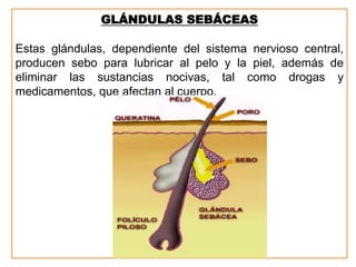 GLÁNDULAS SEBÁCEAS
Estas glándulas, dependiente del sistema nervioso central,
producen sebo para lubricar al pelo y la piel, además de
eliminar las sustancias nocivas, tal como drogas y
medicamentos, que afectan al cuerpo.
 
