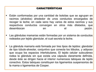 CARACTERÍSTICAS
 Están conformadas por una cantidad de bolsitas que se agrupan en
racimos (alvéolos) alrededor de unos conductos encargados de
recoger la leche; en cada seno hay varios de estos racimos y sus
respectivos conductos convergen en otros más dilatados, que
desembocan en el pezón.
 Las glándulas mamarias están formadas por un sistema de conductos
rodeados por tejido glandular, el cual secreta la leche.
 La glándula mamaria está formada por tres tipos de tejidos: glandular
de tipo túbulo-alveolar, conjuntivo que conecta los lóbulos, y adiposo
que ocupa los espacios interlobulares. El tejido celular subcutáneo
rodea la glándula sin que exista una cápsula claramente definida,
desde éste se dirigen hacia el interior numerosos tabiques de tejido
conectivo. Estos tabiques constituyen los ligamentos suspensorios de
la mama o ligamentos de Cooper.
 