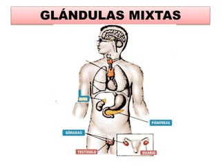 GLÁNDULAS MIXTAS
 