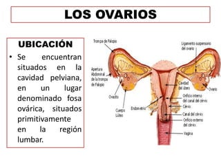 LOS OVARIOS
UBICACIÓN
• Se encuentran
situados en la
cavidad pelviana,
en un lugar
denominado fosa
ovárica, situados
primitivamente
en la región
lumbar.
 