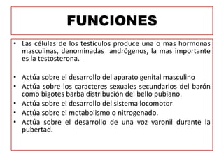 FUNCIONES
• Las células de los testículos produce una o mas hormonas
masculinas, denominadas andrógenos, la mas importante
es la testosterona.
• Actúa sobre el desarrollo del aparato genital masculino
• Actúa sobre los caracteres sexuales secundarios del barón
como bigotes barba distribución del bello pubiano.
• Actúa sobre el desarrollo del sistema locomotor
• Actúa sobre el metabolismo o nitrogenado.
• Actúa sobre el desarrollo de una voz varonil durante la
pubertad.
 