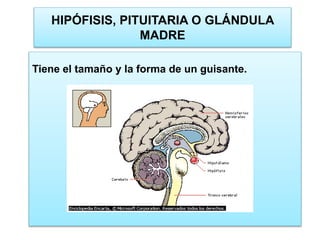 Tiene el tamaño y la forma de un guisante.
HIPÓFISIS, PITUITARIA O GLÁNDULA
MADRE
 
