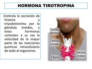 HORMONA TIROTROPINA
Controla la secreción de
tiroxina y
triyodotironina por la
glándula tiroides, y
estas hormonas
controlan a su vez la
velocidad de la mayor
parte de las reacciones
químicas intracelulares
de todo el organismo.
 
