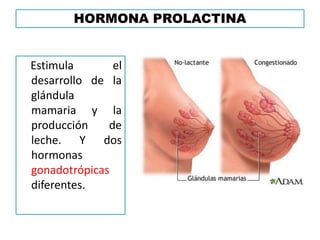 HORMONA PROLACTINA
Estimula el
desarrollo de la
glándula
mamaria y la
producción de
leche. Y dos
hormonas
gonadotrópicas
diferentes.
 