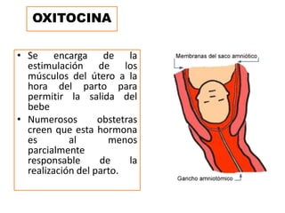OXITOCINA
• Se encarga de la
estimulación de los
músculos del útero a la
hora del parto para
permitir la salida del
bebe
• Numerosos obstetras
creen que esta hormona
es al menos
parcialmente
responsable de la
realización del parto.
 