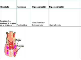 Glándula Hormona Hiposecreción Hipersecreción
Paratiroides.
Están en el interior
de la tiroides. Paratiroidea.
Hipocalcemia u
Osteoporosis Hipercalcemia
 