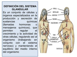 DEFINICIÓN DEL SISTEMA
GLANDULAR
Es un conjunto de células y
órganos especializados en la
producción y secreción de
sustancias químicas
(llamadas hormonas o
mensajeros químicos), que
permiten regular el
crecimiento y la actividad de
otras células, regulando así al
organismo (trabajando en
conjunto con el sistema
nervioso) y manteniendo el
equilibrio del medio interno
del organismo
 