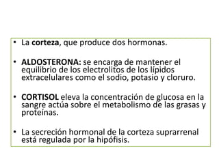 • La corteza, que produce dos hormonas.
• ALDOSTERONA: se encarga de mantener el
equilibrio de los electrolitos de los lípidos
extracelulares como el sodio, potasio y cloruro.
• CORTISOL eleva la concentración de glucosa en la
sangre actúa sobre el metabolismo de las grasas y
proteínas.
• La secreción hormonal de la corteza suprarrenal
está regulada por la hipófisis.
 