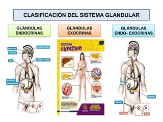 CLASIFICACIÓN DEL SISTEMA GLANDULAR
GLÁNDULAS
ENDOCRINAS
GLÁNDULAS
EXOCRINAS
GLÁNDULAS
ENDO- EXOCRINAS
 