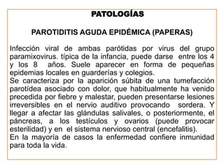 PATOLOGÍAS
PAROTIDITIS AGUDA EPIDÉMICA (PAPERAS)
Infección viral de ambas parótidas por virus del grupo
paramixovirus. típica de la infancia, puede darse entre los 4
y los 8 años. Suele aparecer en forma de pequeñas
epidemias locales en guarderías y colegios.
Se caracteriza por la aparición súbita de una tumefacción
parotídea asociado con dolor, que habitualmente ha venido
precedida por fiebre y malestar, pueden presentarse lesiones
irreversibles en el nervio auditivo provocando sordera. Y
llegar a afectar las glándulas salivales, o posteriormente, el
páncreas, a los testículos y ovarios (puede provocar
esterilidad) y en el sistema nervioso central (encefalitis).
En la mayoría de casos la enfermedad confiere inmunidad
para toda la vida.
 