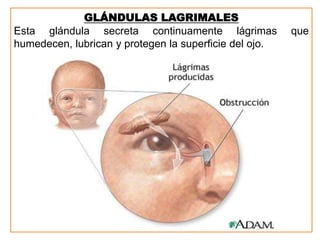 GLÁNDULAS LAGRIMALES
Esta glándula secreta continuamente lágrimas que
humedecen, lubrican y protegen la superficie del ojo.
 