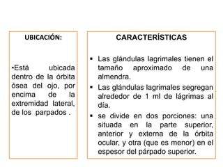 UBICACIÓN:
•Está ubicada
dentro de la órbita
ósea del ojo, por
encima de la
extremidad lateral,
de los parpados .
CARACTERÍSTICAS
 Las glándulas lagrimales tienen el
tamaño aproximado de una
almendra.
 Las glándulas lagrimales segregan
alrededor de 1 ml de lágrimas al
día.
 se divide en dos porciones: una
situada en la parte superior,
anterior y externa de la órbita
ocular, y otra (que es menor) en el
espesor del párpado superior.
 