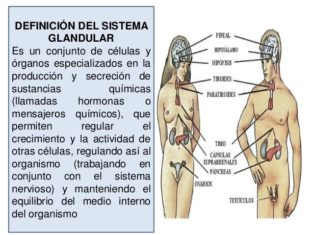 Exposición sistema glandular mayra_espinosa