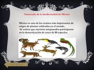 Numeralia de la biodiversidad de México
México es uno de los centros más importantes de
origen de plantas cultivadas en el mundo.
Se estima que nuestros antepasados participaron
en la domesticación de cerca de 80 especies.
REGRESAR
 