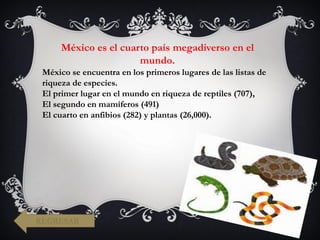 México se encuentra en los primeros lugares de las listas de
riqueza de especies.
El primer lugar en el mundo en riqueza de reptiles (707),
El segundo en mamíferos (491)
El cuarto en anfibios (282) y plantas (26,000).
México es el cuarto país megadiverso en el
mundo.
REGRESAR
 