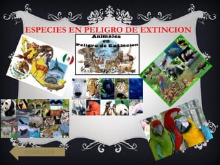 ESPECIES EN PELIGRO DE EXTINCION
REGRESAR
 