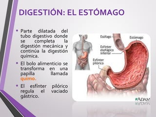 DIGESTIÓN: EL ESTÓMAGO
• Parte dilatada del
tubo digestivo donde
se completa la
digestión mecánica y
continúa la digestión
química.
• El bolo alimenticio se
transforma en una
papilla llamada
quimo.
• El esfínter pilórico
regula el vaciado
gástrico.
 