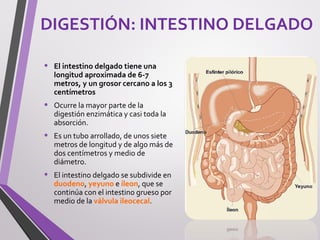 DIGESTIÓN: INTESTINO DELGADO
• El intestino delgado tiene una
longitud aproximada de 6-7
metros, y un grosor cercano a los 3
centímetros
• Ocurre la mayor parte de la
digestión enzimática y casi toda la
absorción.
• Es un tubo arrollado, de unos siete
metros de longitud y de algo más de
dos centímetros y medio de
diámetro.
• El intestino delgado se subdivide en
duodeno, yeyuno e íleon, que se
continúa con el intestino grueso por
medio de la válvula ileocecal.
 