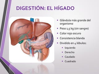 DIGESTIÓN: EL HÍGADO
• Glándula más grande del
organismo
• Peso 1,5 kg (sin sangre)
• Color rojo oscuro
• Consistencia blanda
• Dividido en 4 lóbulos:
• Izquierdo
• Derecho
• Caudado
• Cuadrado
 