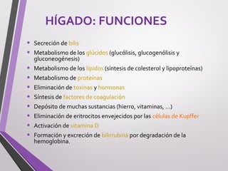 HÍGADO: FUNCIONES
• Secreción de bilis
• Metabolismo de los glúcidos (glucólisis, glucogenólisis y
gluconeogénesis)
• Metabolismo de los lípidos (síntesis de colesterol y lipoproteínas)
• Metabolismo de proteínas
• Eliminación de toxinas y hormonas
• Síntesis de factores de coagulación
• Depósito de muchas sustancias (hierro, vitaminas, …)
• Eliminación de eritrocitos envejecidos por las células de Kupffer
• Activación de vitamina D
• Formación y excreción de bilirrubina por degradación de la
hemoglobina.
 