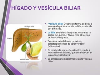 HÍGADO Y VESÍCULA BILIAR
• Vesícula biliar Órgano en forma de bolsa o
saco en el que se acumula la bilis producida
por el hígado.
• La bilis emulsiona las grasas, neutraliza la
acidez del quimo, y favorece la absorción
de los ácidos grasos.
• Contiene sales biliares, proteínas,
colesterpigmentos de color verdoso
(bilirrubina).
• Es producida por los hepatocitos, vierte a
los canalículos biliares, que desembocan en
los conductos biliares
• Se almacena temporalmente en la vesícula
biliar
 