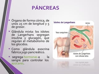 PÁNCREAS
• Órgano de forma cónica, de
unos 25 cm de longitud y 5
de grosor.
• Glándula mixta: los islotes
de Langerhans segregan
insulina y glucagón, que
regulan el metabolismo de
los glúcidos.
• Como glándula exocrina
fabrica jugo pancreático.
• segrega hormonas a la
sangre para controlar los
azúcares.
 